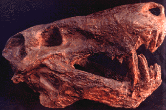 Inostranscevia skull