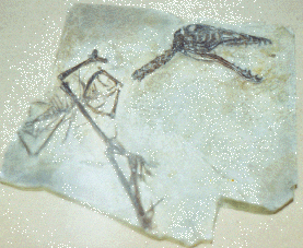 sordes skeleton