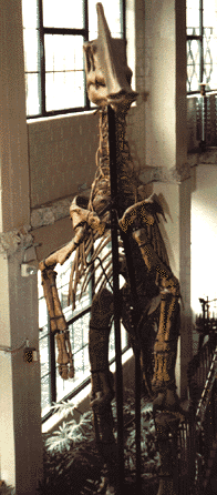 sauropholus skeleton