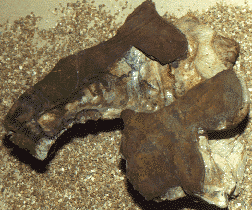 tarbosaur braincase