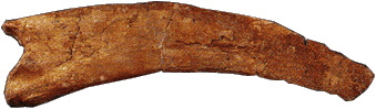 therizinsaurus claw