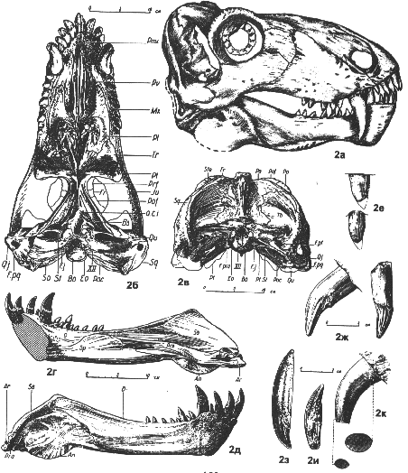 drawing of Titanophoneus potens