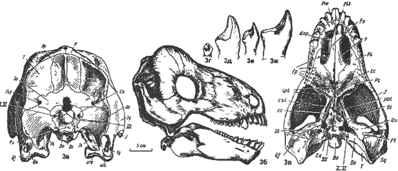 Ulemosaurus svajagensis drawing