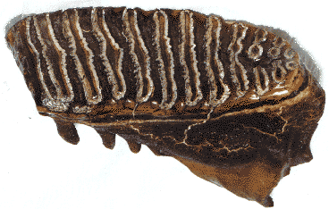 teenage mammoth tooth