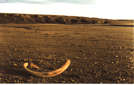 mammoth tusk in situ